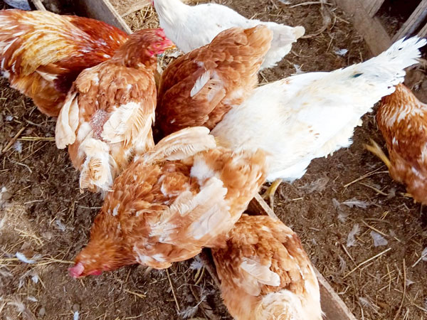 鶏平飼いクラブ